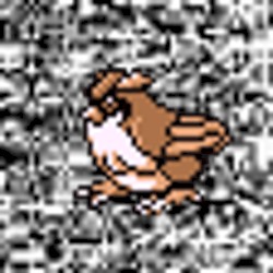 #016 ~ Pidgey