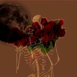 no roses