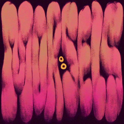 Morsels (Original Soundtrack)
