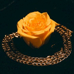 The Golden Rose