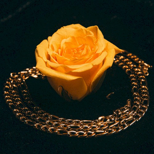 The Golden Rose