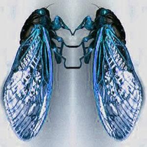 Cicatrice