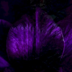 NIGHTBLOOM