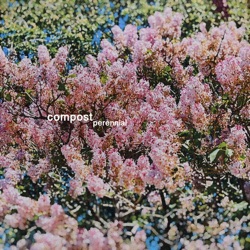 Perennial
