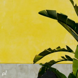 lemon oil