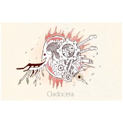 Cladocera