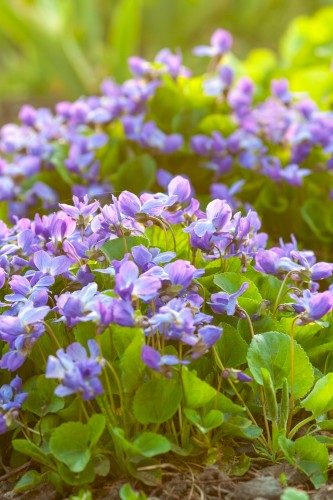 Fields of Violets
