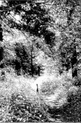 By the Desolate Boughs of Old