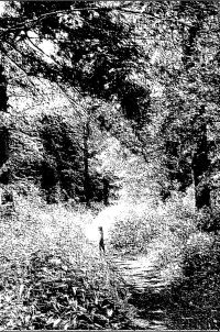 By the Desolate Boughs of Old