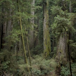 Echoes of the Wood: Branch VI