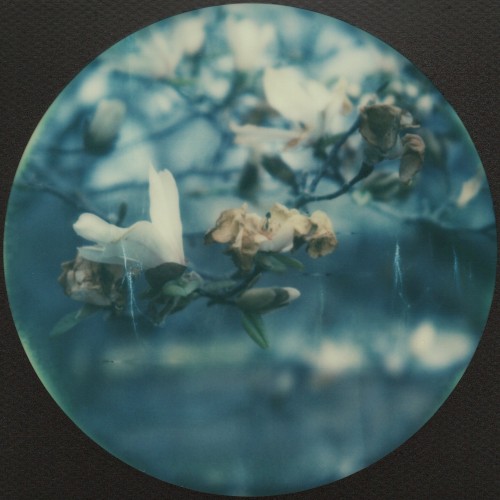 Violette