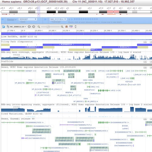 Sonification of Human Genome Assembly [GRCh38]