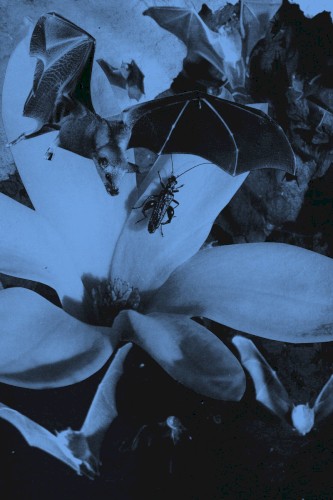 Echolocation