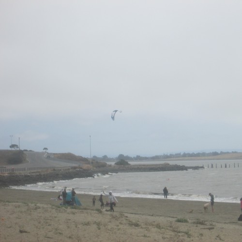 Albany State Marine Reserve (Recordings I Accidentally Missed)