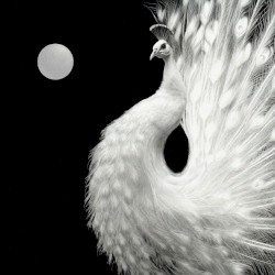 Yin and Yang