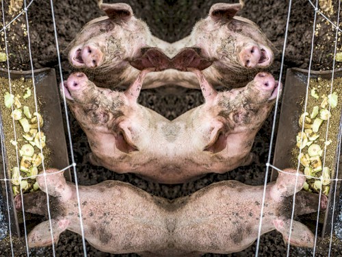 All Pigs With Snouts in the Trough