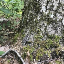 Lilliputian Goblin Sage of Natural Arboretum