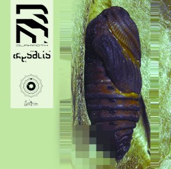 CHRYSALIS