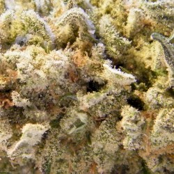 Marijuana