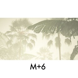 M+6