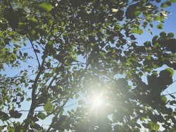 sunwarmed breeze