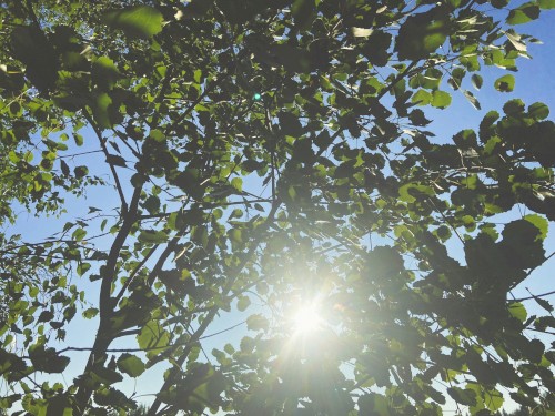 sunwarmed breeze