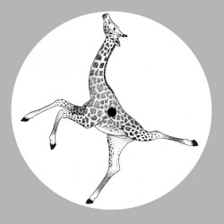 Mimosa Kuriosa