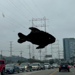 Long Sardine (Flip)