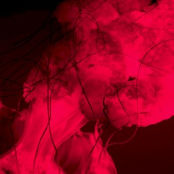 Dissociate | Larva Series 06