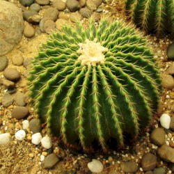 #113: As Thorns Sunk Into the Hand (Part 2)