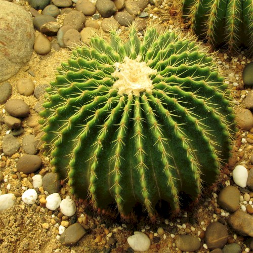 #113: As Thorns Sunk Into the Hand (Part 2)