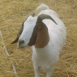 Cellphone Recording of a Goat Eating by a Freeway, but Its So Lo-Fi It Just Sounds Like White Noise