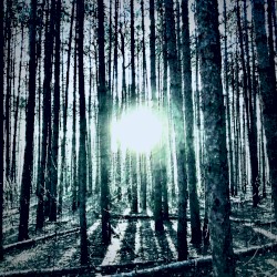 Ode to the Night