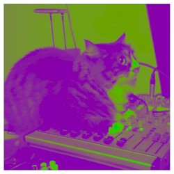 Cat Noise Wall