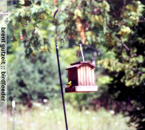 Birdfeeder