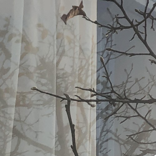 Fuyu no Kodachi (Im Winter gewachsener Baum)