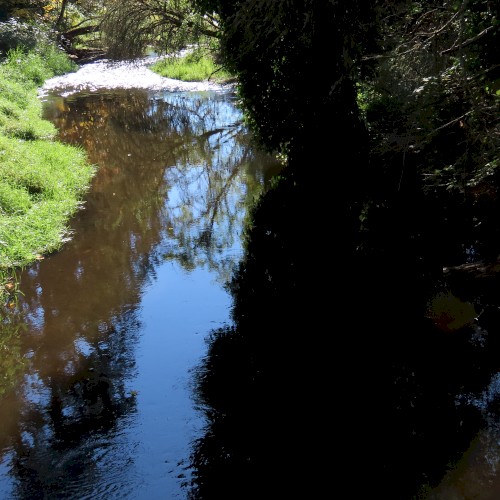North Creek Trail (10-07-2024)