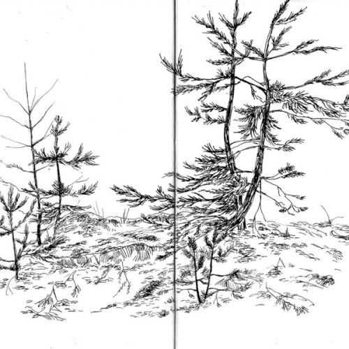 The Leaves