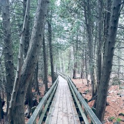 Hollow in the Pines / Ouija Board