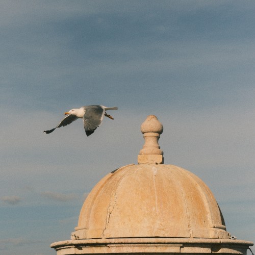 Seagulls