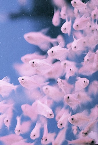 Shoaling & Schooling – The More the Better
