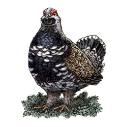 Spruce Grouse
