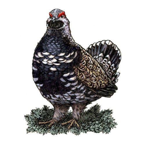 Spruce Grouse