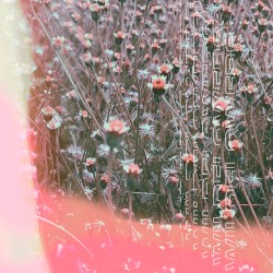 Wildflowers