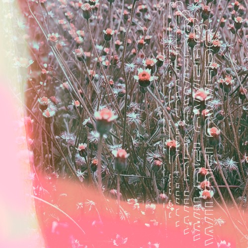 Wildflowers