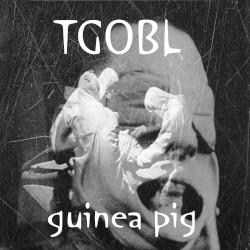 Guinea Pig