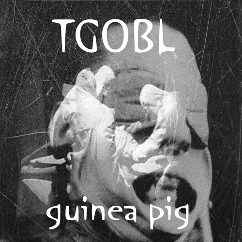 Guinea Pig