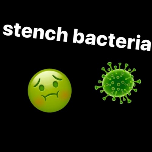 stench bacteria