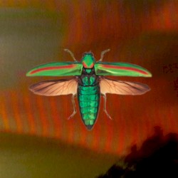 junebugs