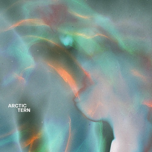 Arctic Tern